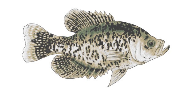 CRAPPIE