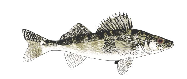 Walleye